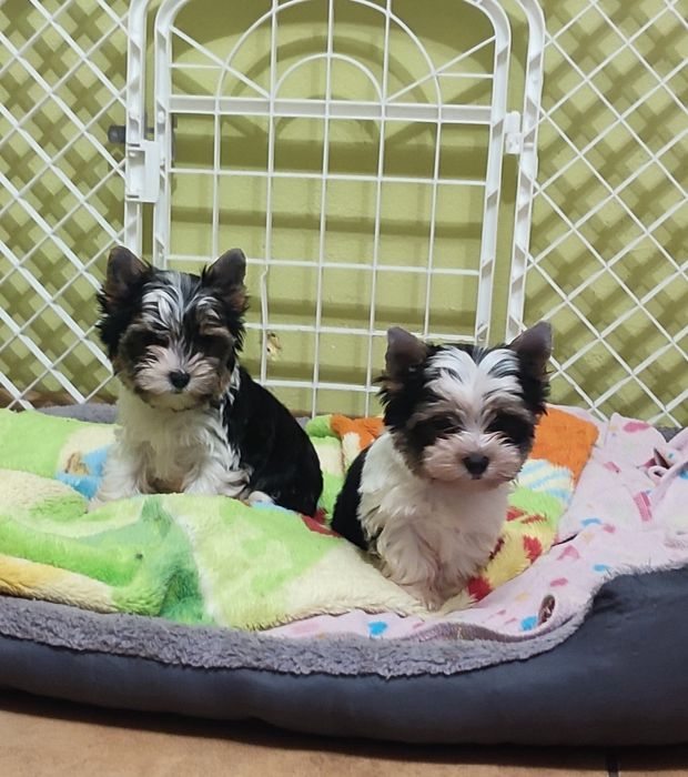 Yorkshire terrier biewer mini piesek