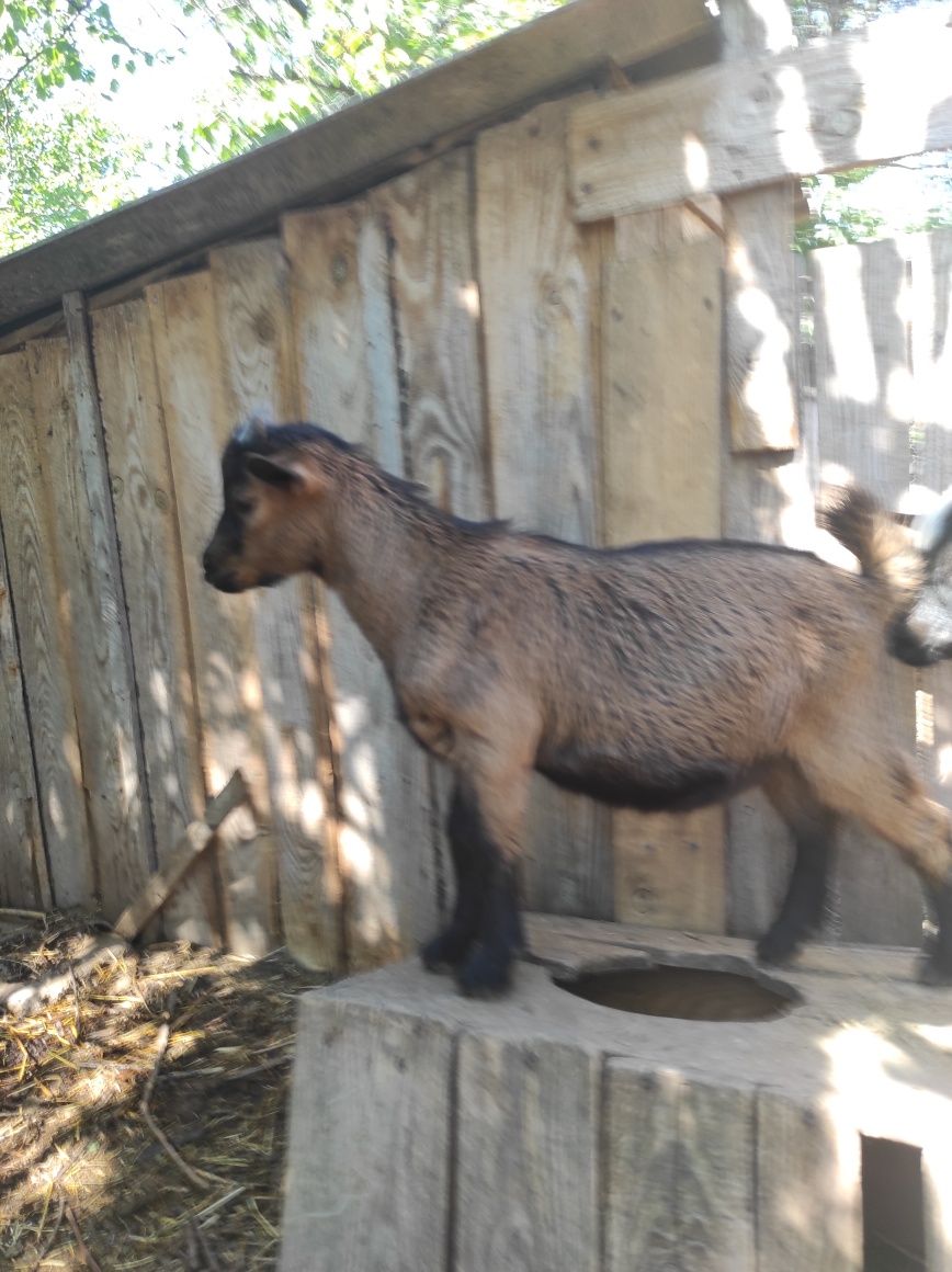 Козлик  голандский гномик