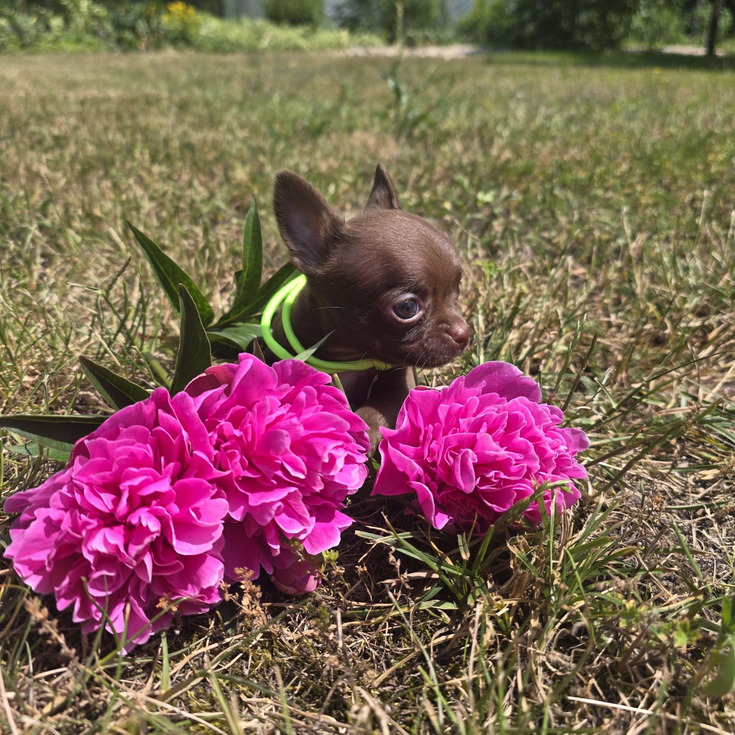 Chihuahua samiec choco czekoladowy