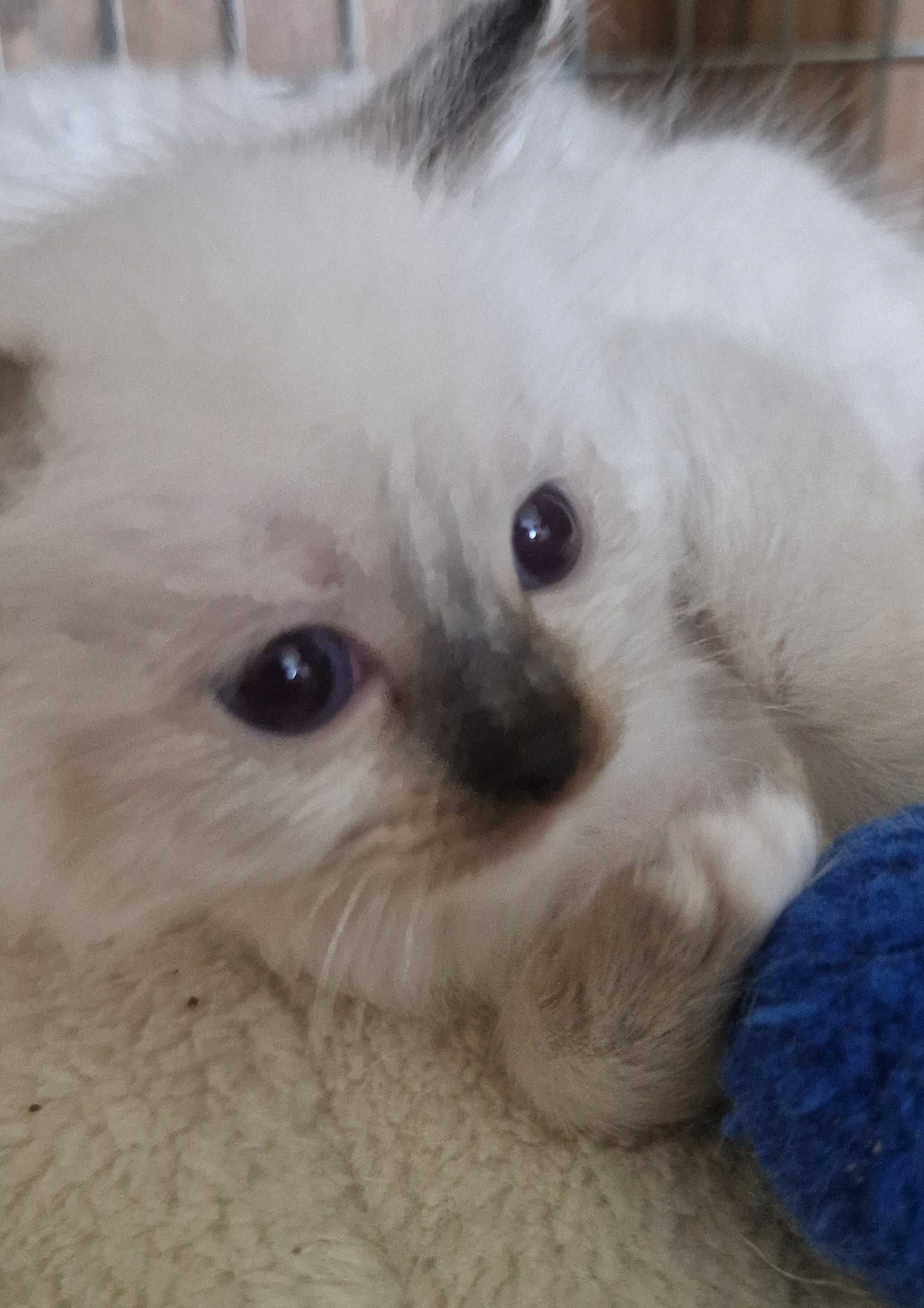 Śliczny kot rasy Ragdoll