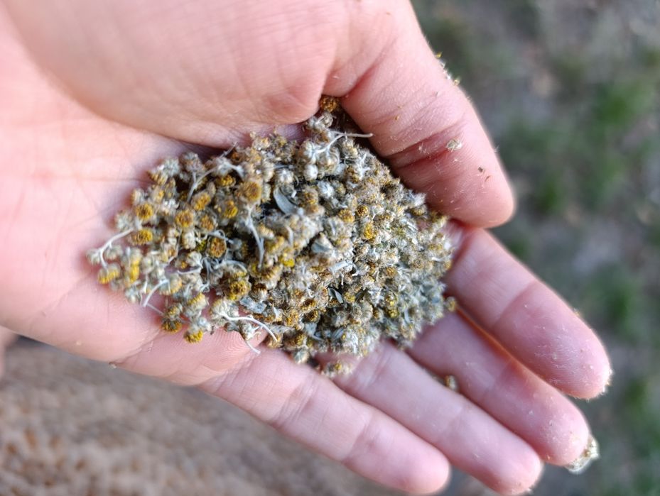 Полин гіркий та цвіт деревію, сушені 2025р, еко