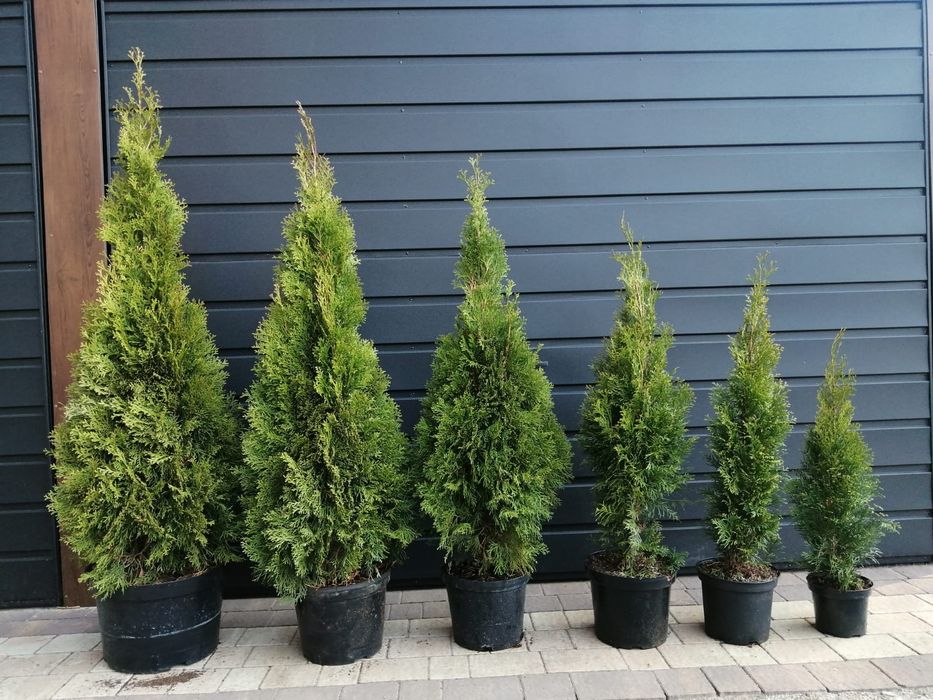 Tuja Thuja Szmaragd 120-130cm Doniczka 7,5L