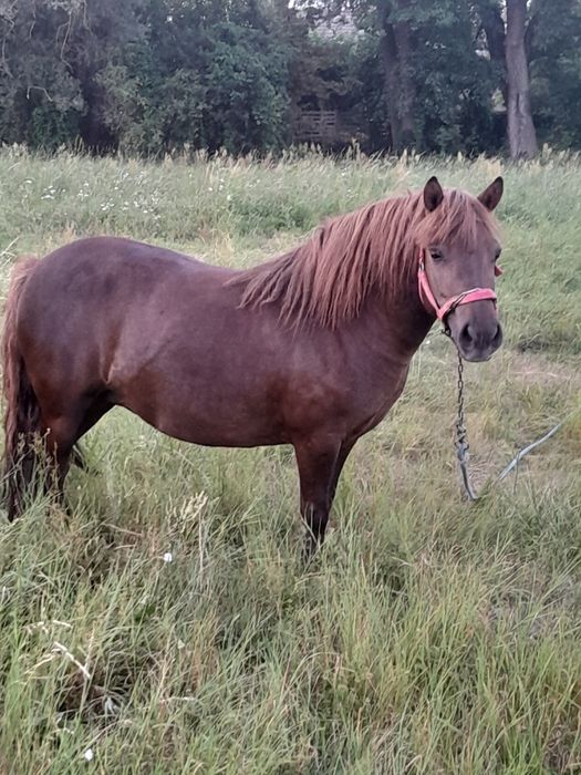 Klacz w typie szetlanda