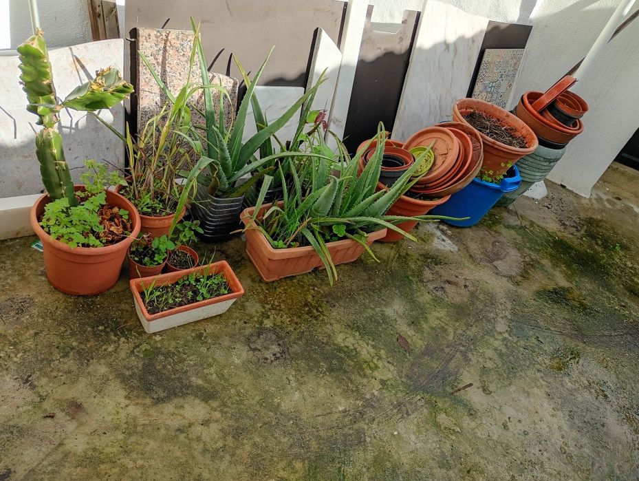 Vasos com Plantas e Vasos Vazios