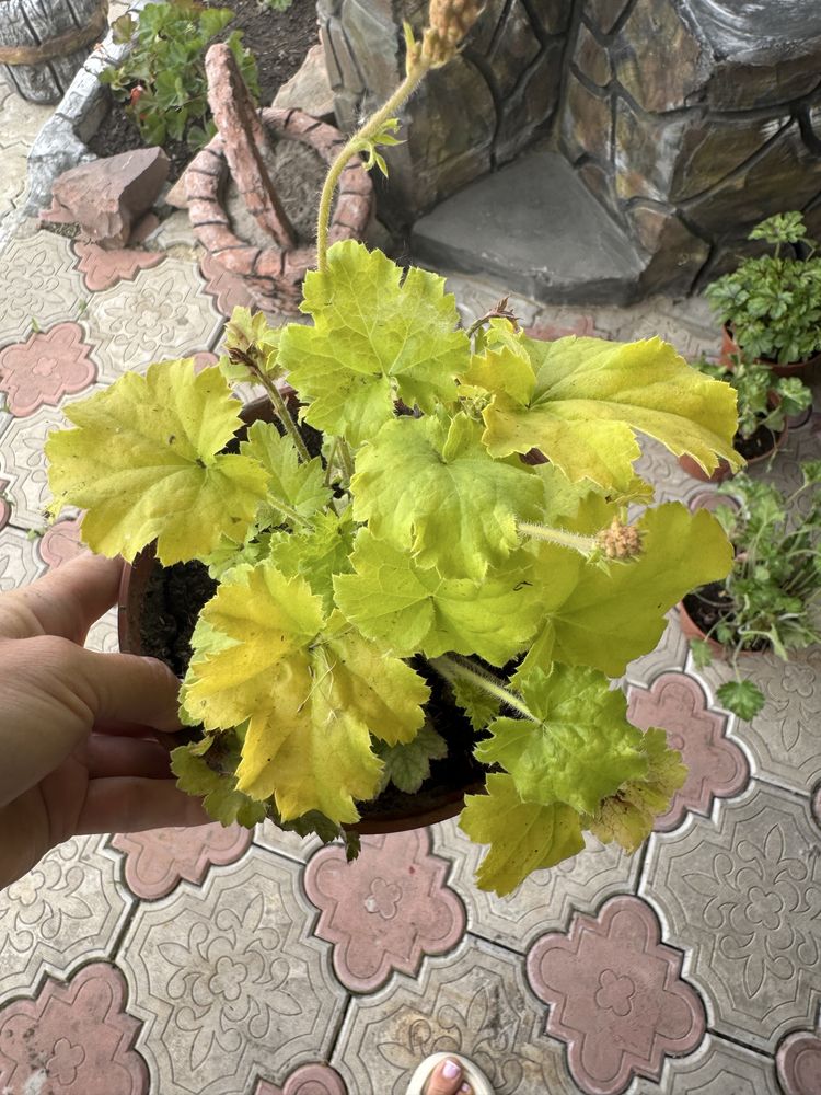 Гейхера,кустик,продам