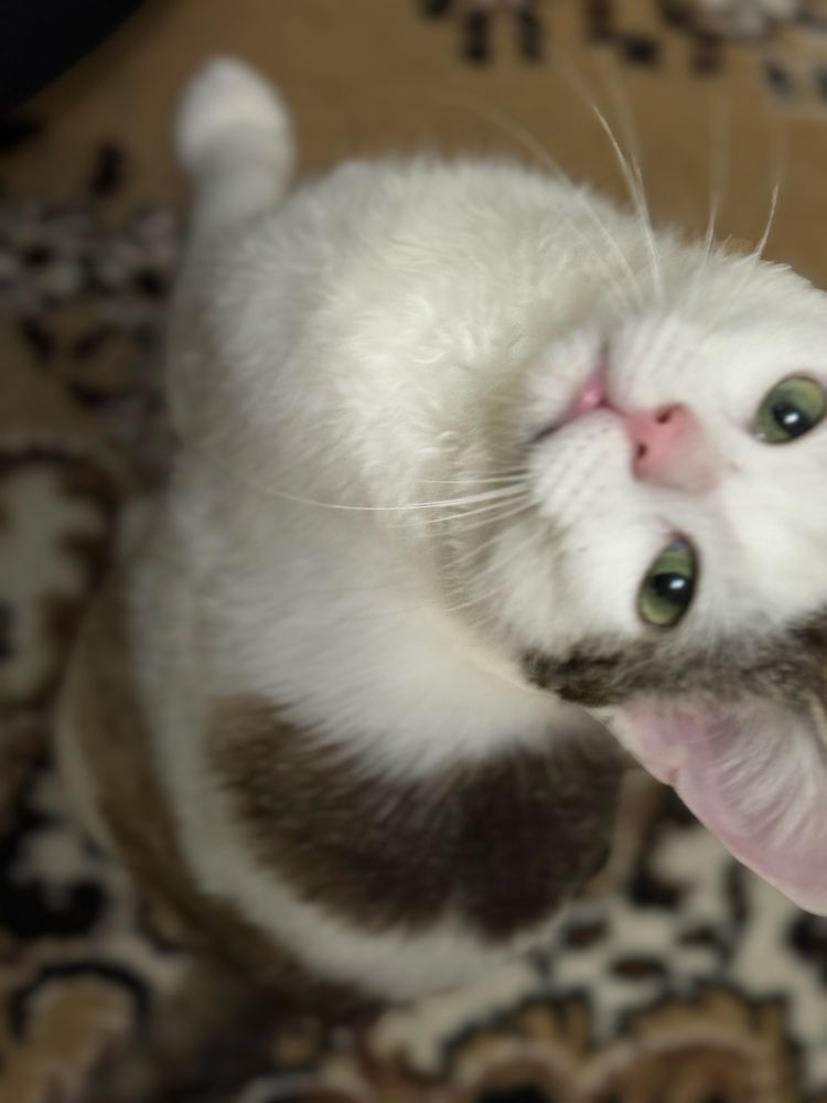 Благаю !!! Кошеня, коти, кіт, кішка, котик, прочитайте опис