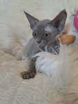 **PATI**devon rex kotka blue do rezerwacji