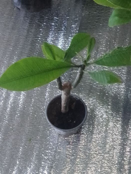 Плюмерія,оливка,клеродендрум Бунге і інші рослини.