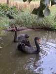 Cisnes pretos e brancos.