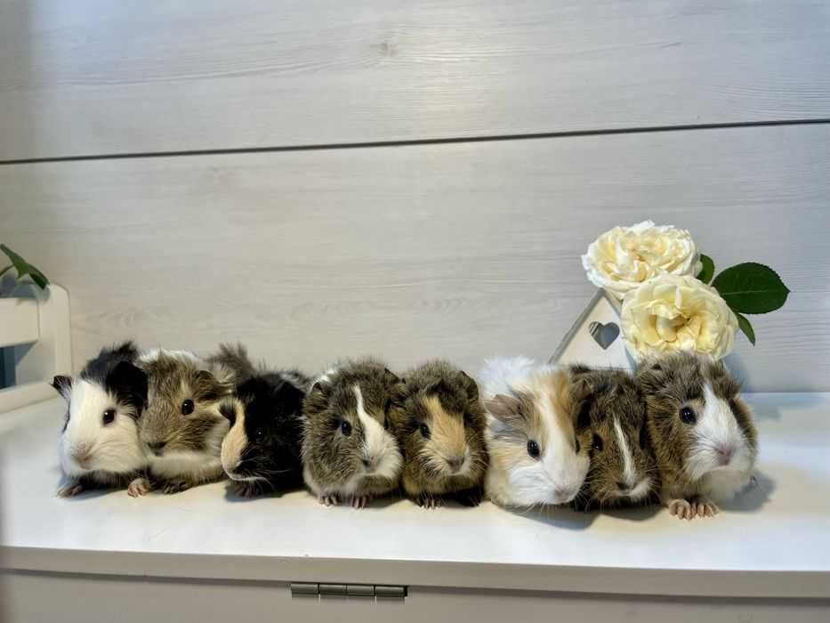 WYJĄTKOWA Świnka Morska Rozetka Samiec