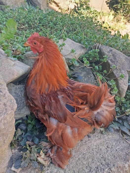 Sprzedam koguty kochiny miniaturowe