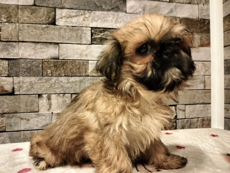 Przepiękna suczka shih-tzu beżowa z rodowodem