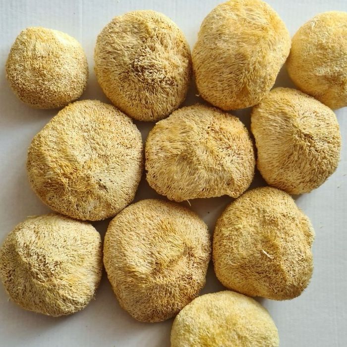 Їжочик гребінчастий, Ежовик, Єжовик, Lion’s mane (Hericium erinaceus)