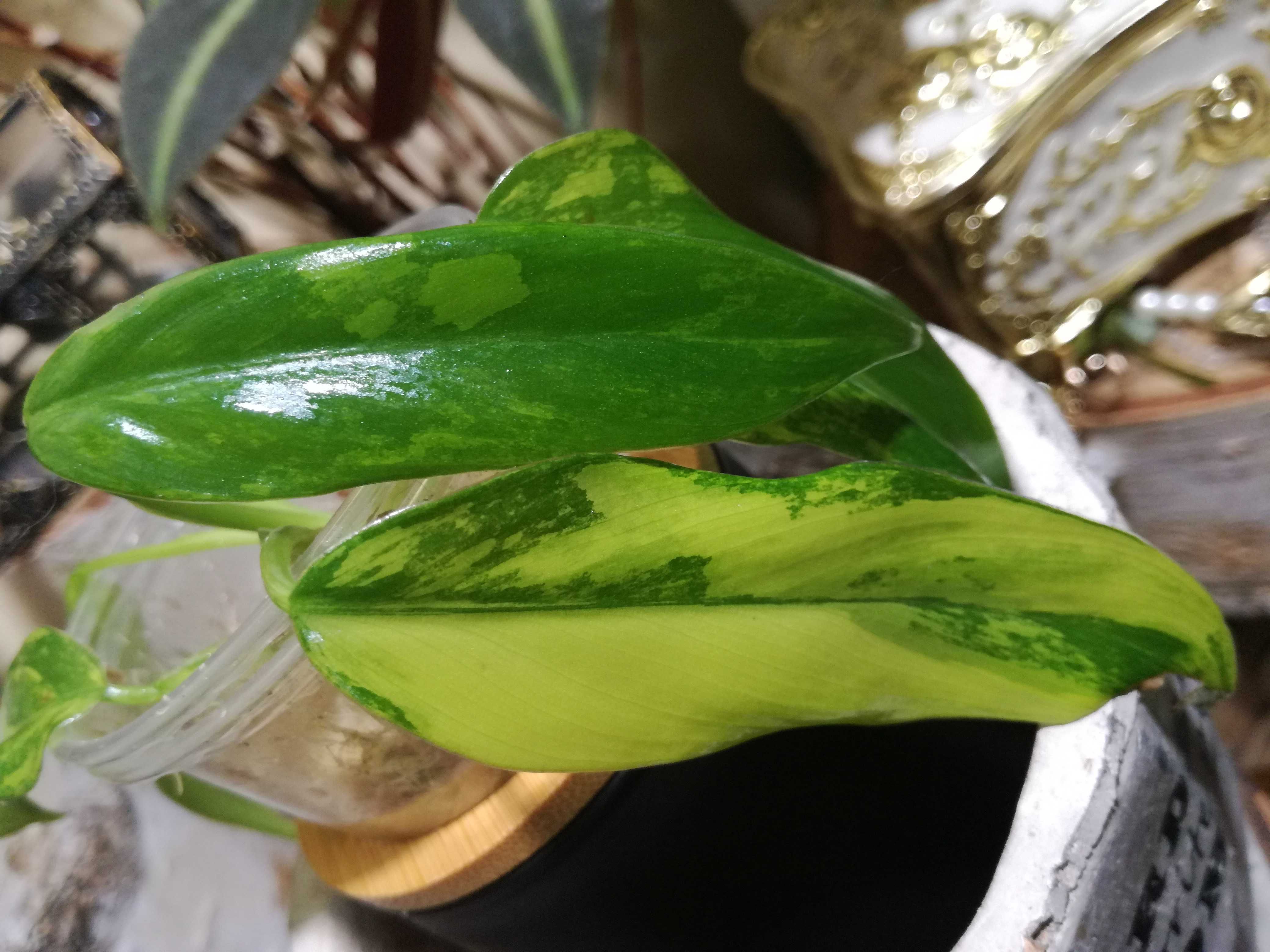 Philodendron Domesticum Variegata Siam Sunrise monstera filodendron