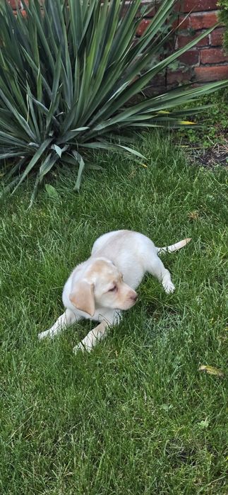 Labrador Retriever dziewczynka