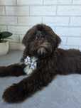 Shih Tzu samiec czekoladowy