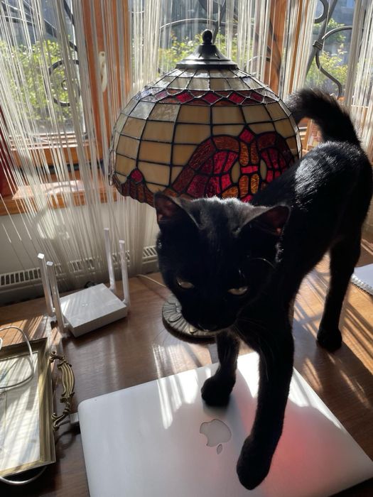 Віддам кота в добрі руки