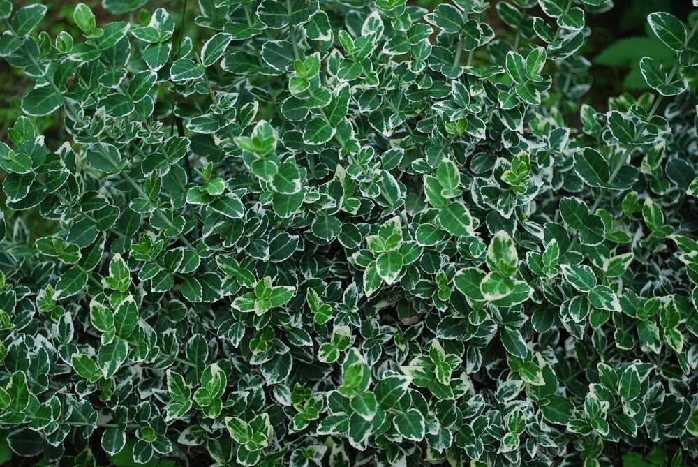 Trzmielina Fortune'a 'Emerald Gaiety' Euonymus 06