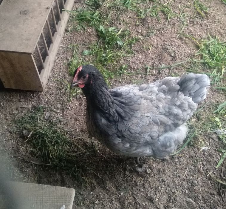 Джерсійський гігант сім'я 1+3.