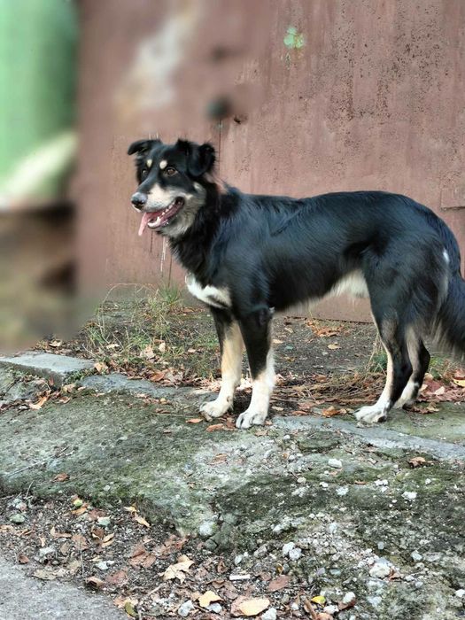 Віддам собаку безкоштовно Тамерлан