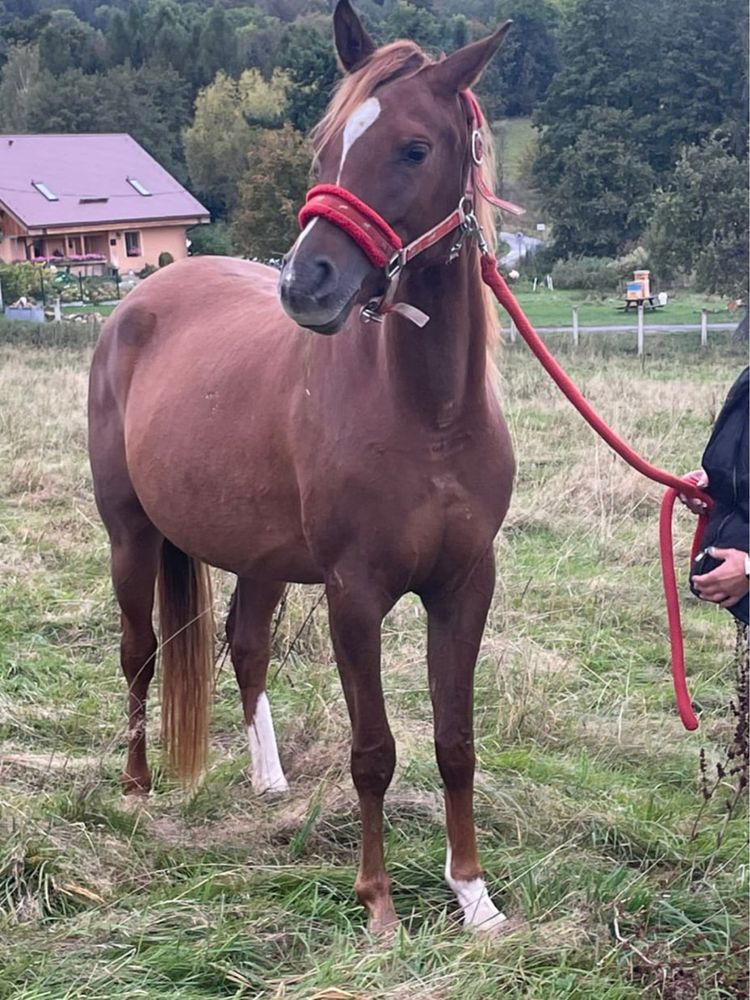 Piękna Klacz arabska do ułożenia i rozpłodu super pochodzenie sprzedam