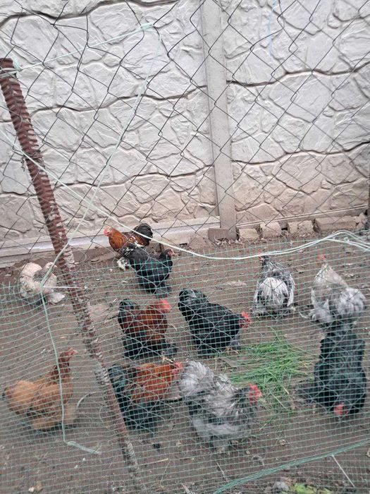 Кохинхин карликовый