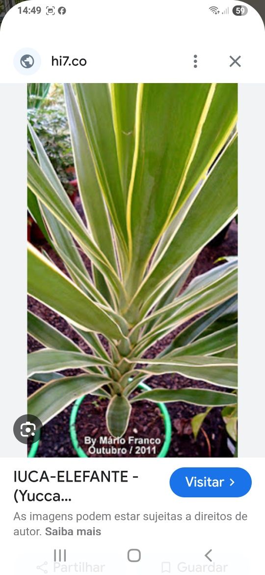 Planta Yuca gloriosa duas cores. lindíssima para uma sala soalheira