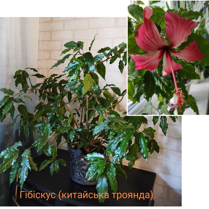 Кімнатні квіти, рослини. Комнатные цветы