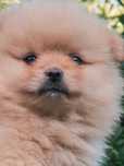 Szpic miniaturowy pomeranian malutki samiec