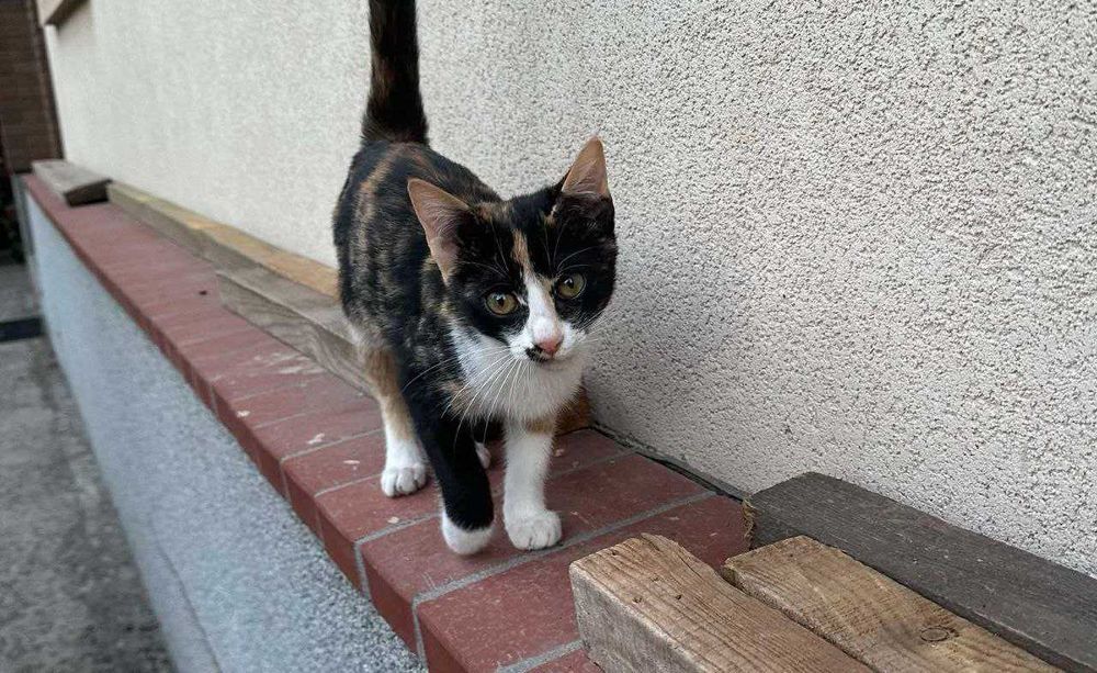 Кошечка 6-7 месяцев