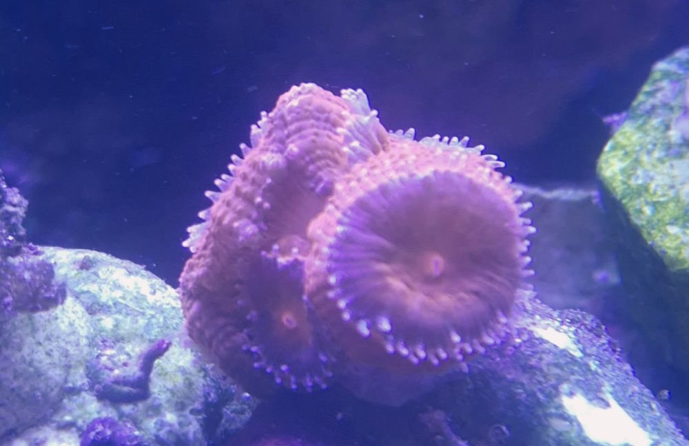 Acanthastrea acana seriatopora papaya koralowiec akwarium morskie