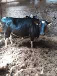 Jałówki wysoko cielne Ok 700 kg