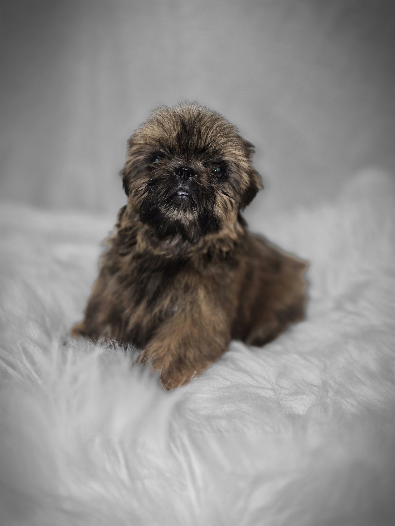 Suczka Shih TZU do odbioru
