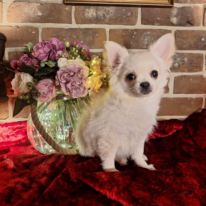 Chihuahua puchaty długowłosy kremowy