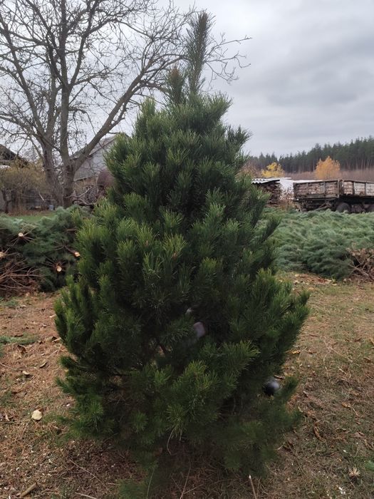 Новогодние сосни  ёлки оптом Тільки ОПТ