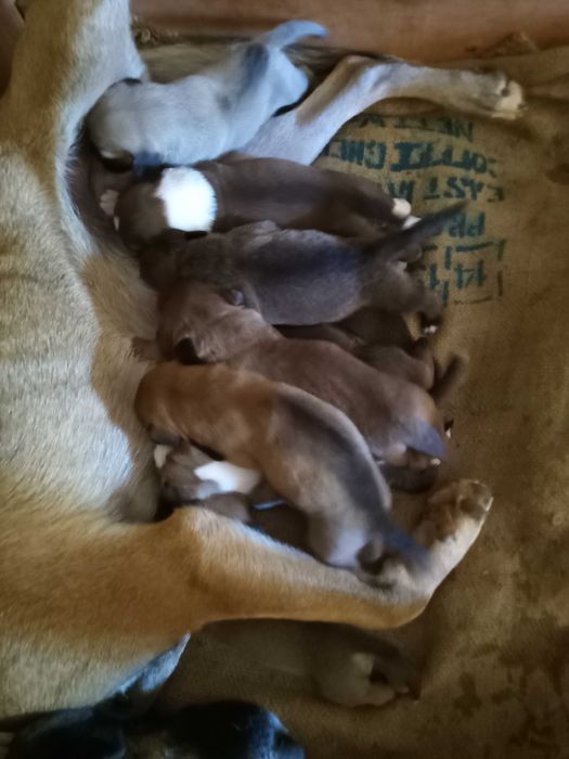 Cachorros para adoção