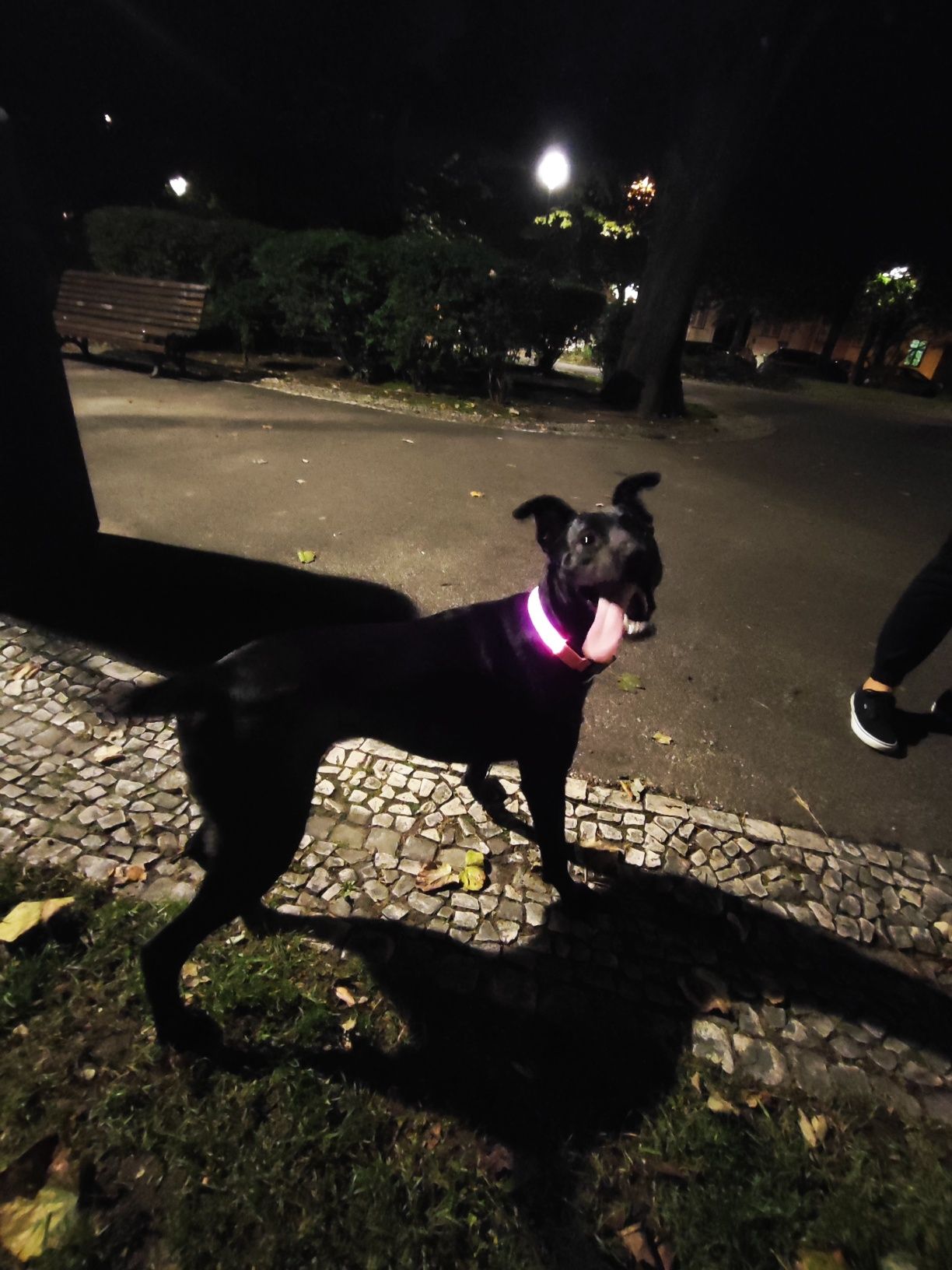 Serviço de passeio e creche para cães