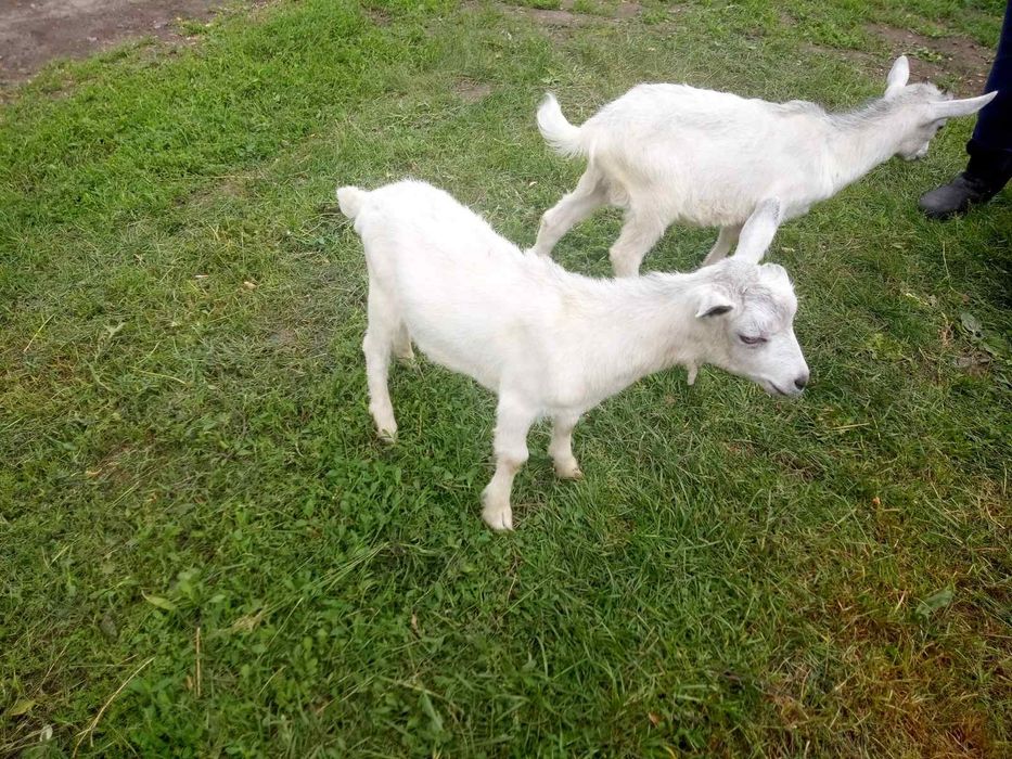 Пордам коз великих та малих