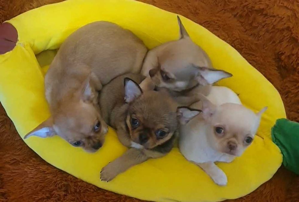 Братики й сестрички чихуахуа.