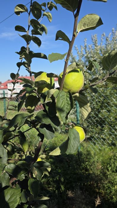 Pigwa gruszkowa sprzedam owoce