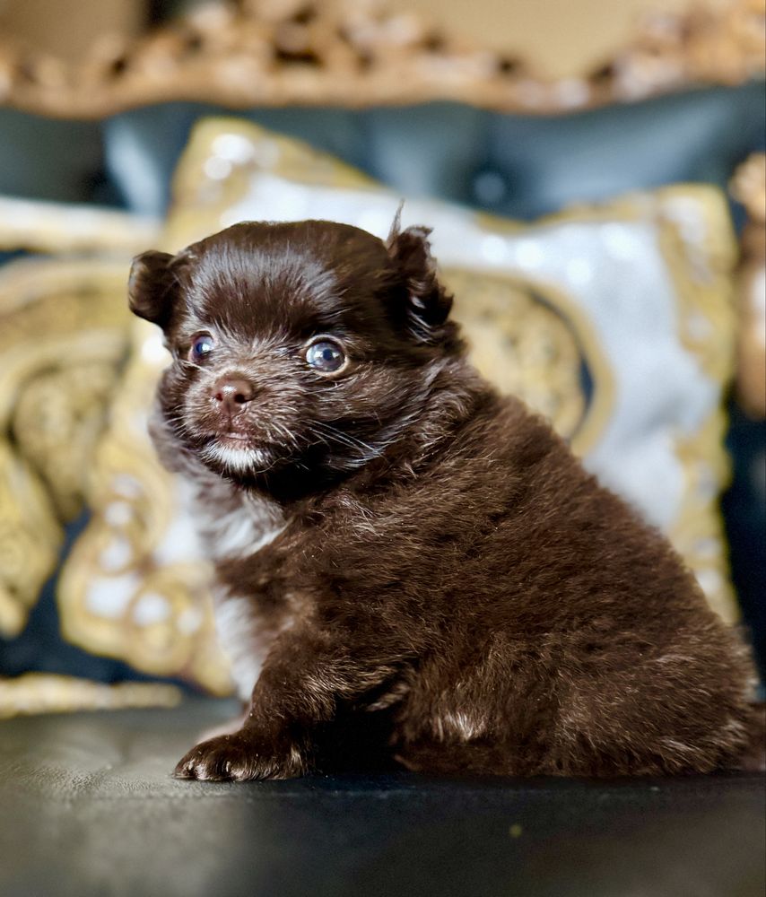 * Pomchi * czekoladowa dziewczynka. Chihuahua, szpic miniaturowy
