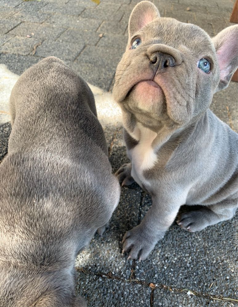 Buldog francuski lilac liliowy lilak nie blue niebieski