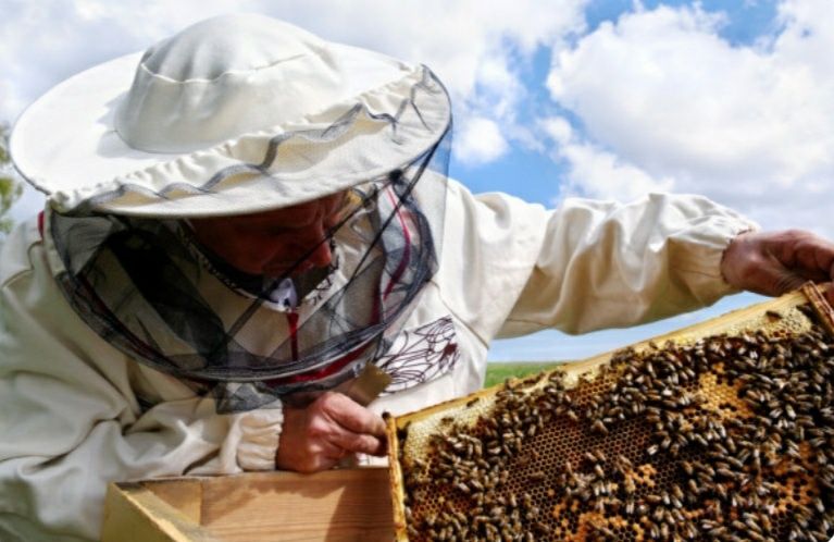 Продам бджоли, бджолопакети Карпатської породи