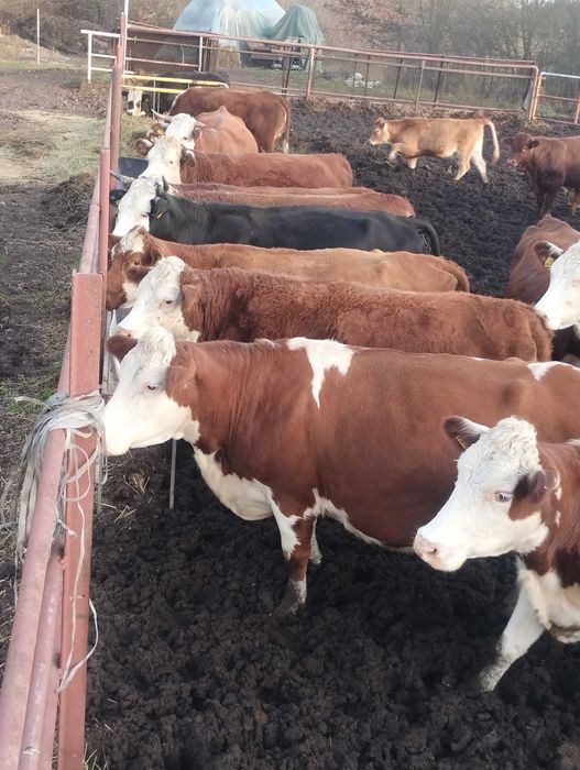 Sprzedam bydło hereford
