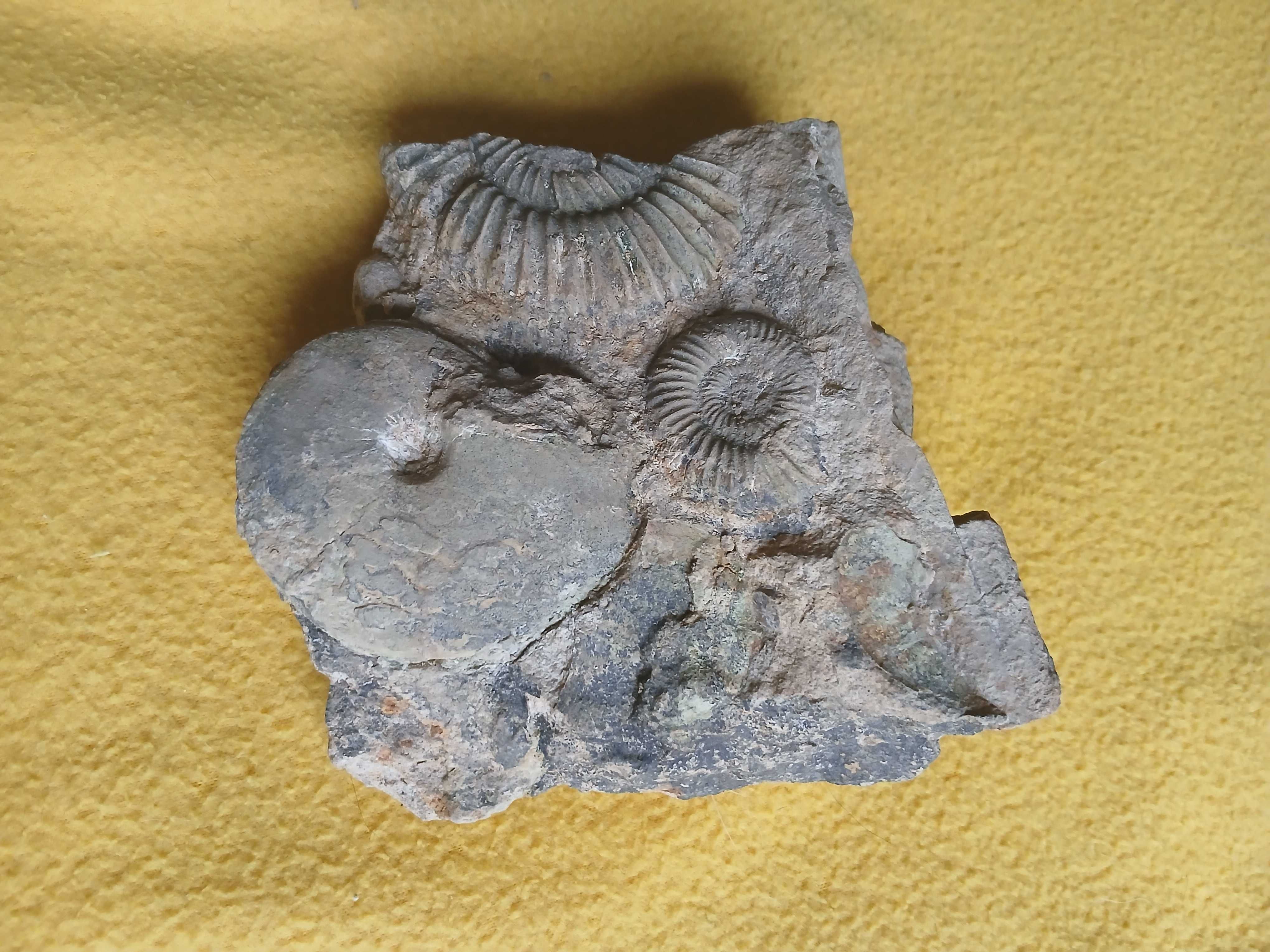 amonity: oppelia, perisphinctes oraz belemnit