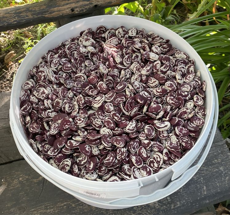 Квасоля Лімська Різдвяна і Борлотто 2025 року