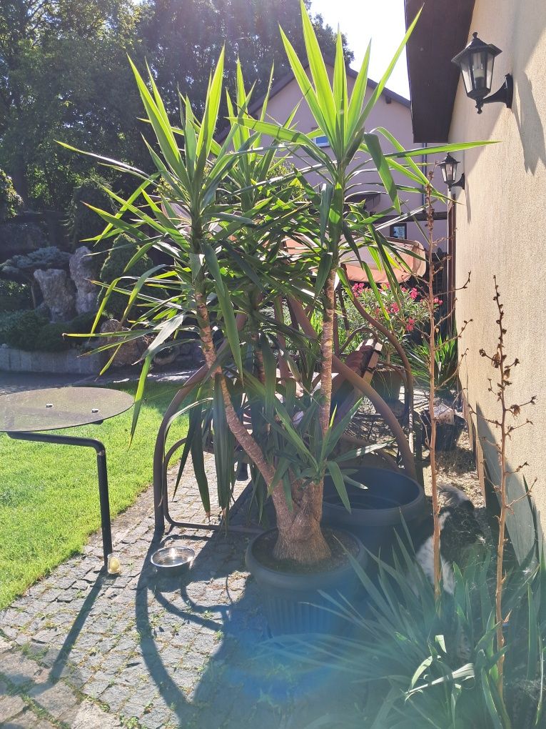 Sprzedam juk domową