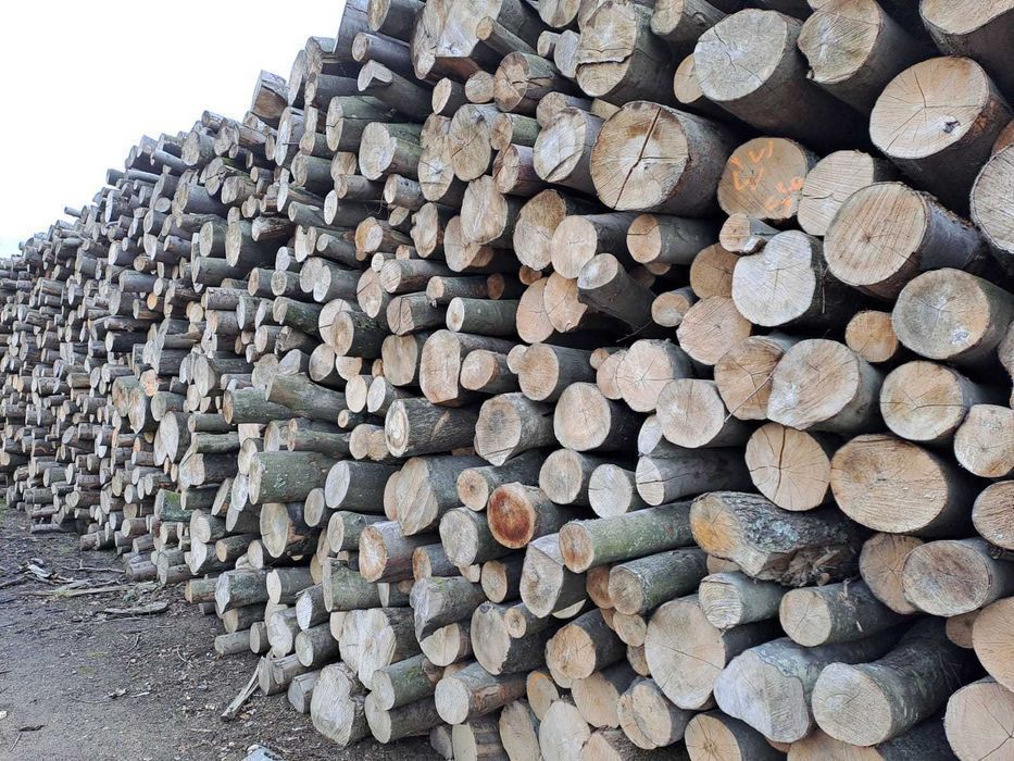 Drewno Kominkowe BUK