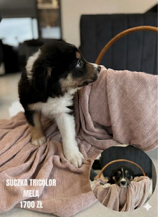 Psy rasowe Border Collie