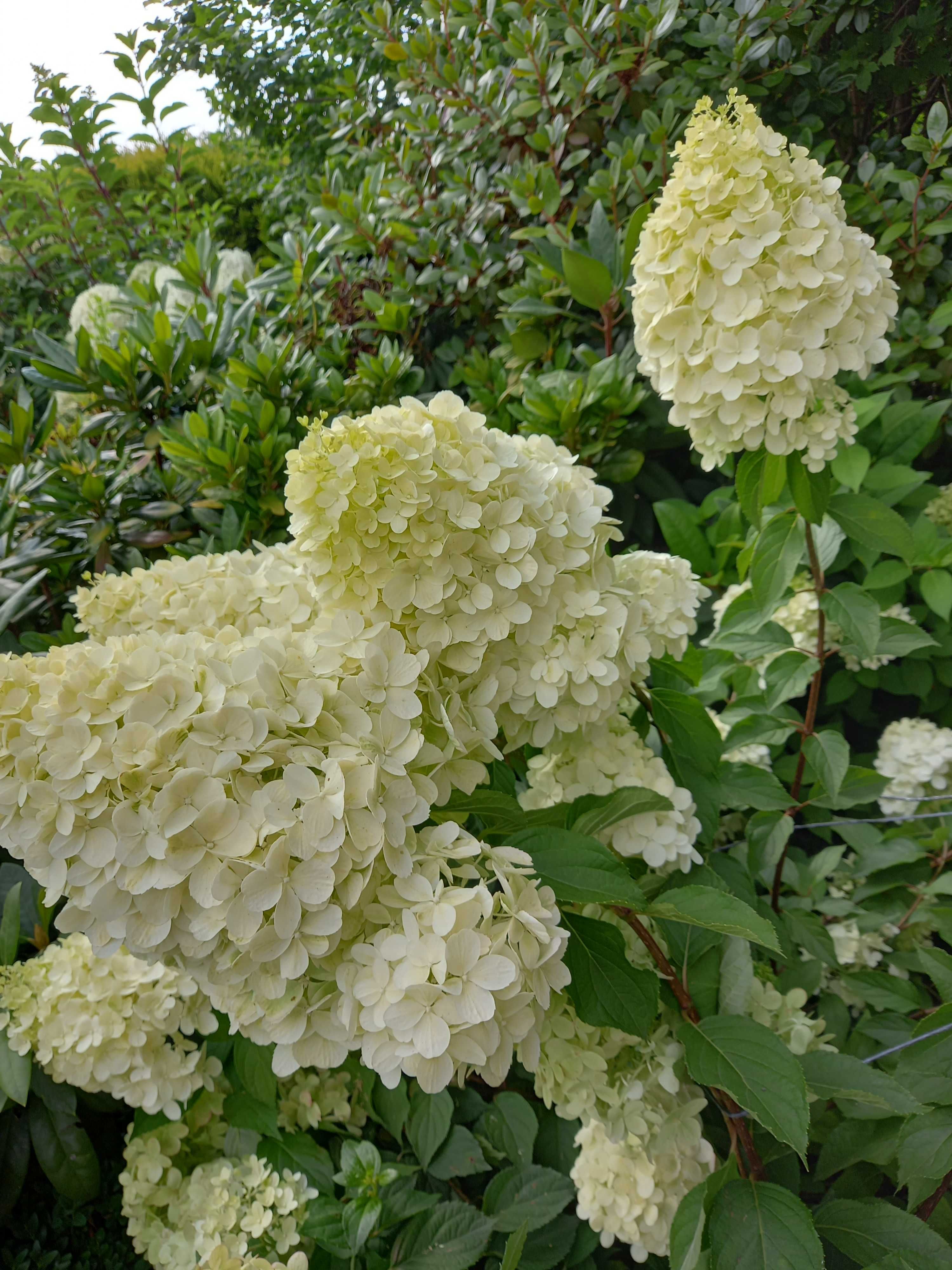 Hortensje bukietowe